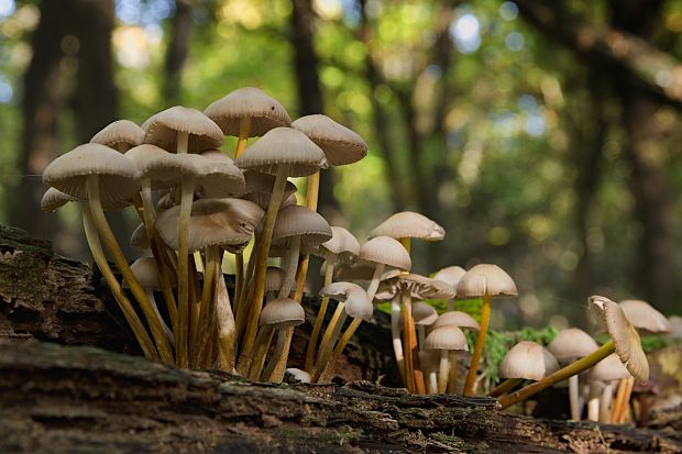 prilbička žltohlúbiková Mycena renati Quél.