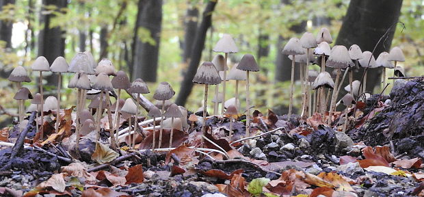 prilbička Mycena sp.