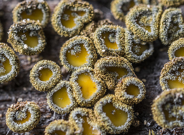 lachnetka vosková Neodasyscypha cerina (Pers.) Spooner