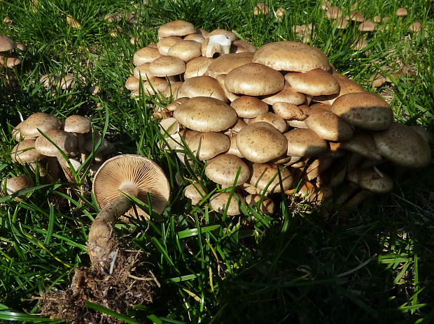 šupinovka gumová Pholiota gummosa (Lasch) Singer