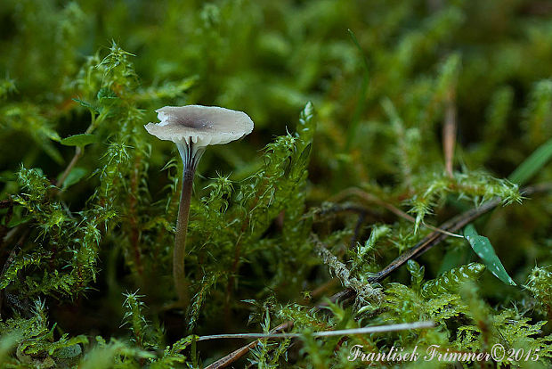 machovček Swartzov Rickenella swartzii (Fr.) Kuyper