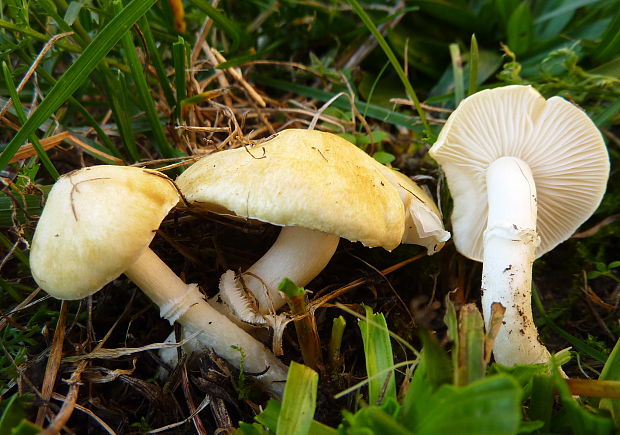 golierovka ovenčená Stropharia coronilla (Bull.) Quél.