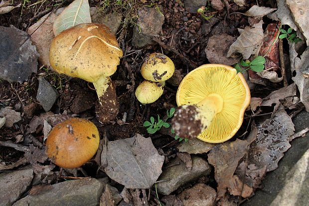 čírovka osiková Tricholoma frondosae Kalamees & Shchukin