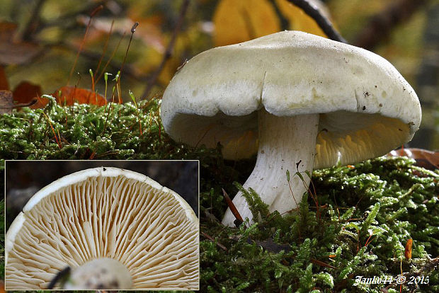 čírovka mydlová Tricholoma saponaceum (Fr.) P. Kumm.