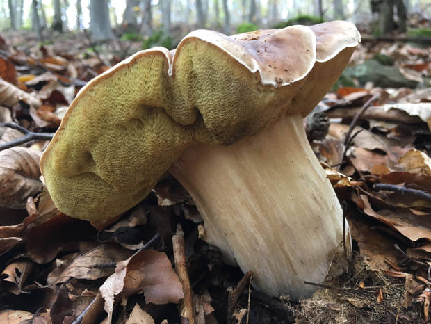 hríb dubový Boletus reticulatus Schaeff.