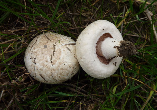 pečiarka poľná Agaricus campestris var.flocolosus L.