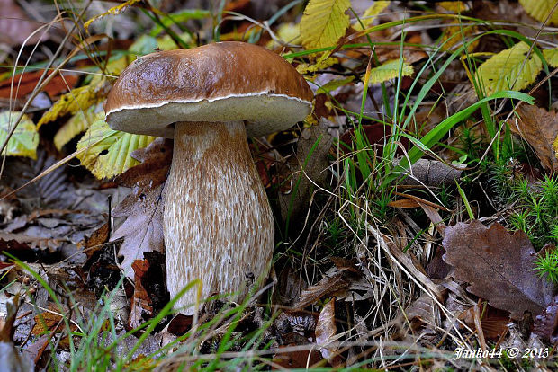 hríb smrekový Boletus edulis Bull.