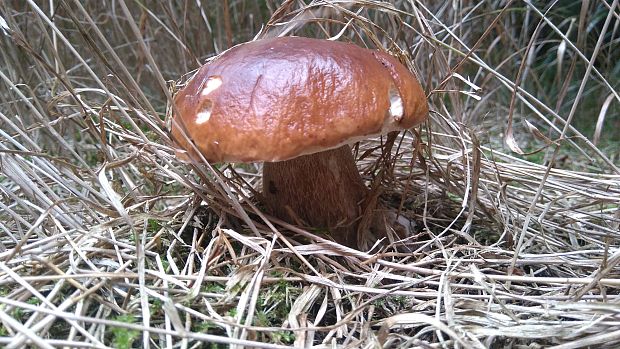 hríb smrekový Boletus edulis Bull.