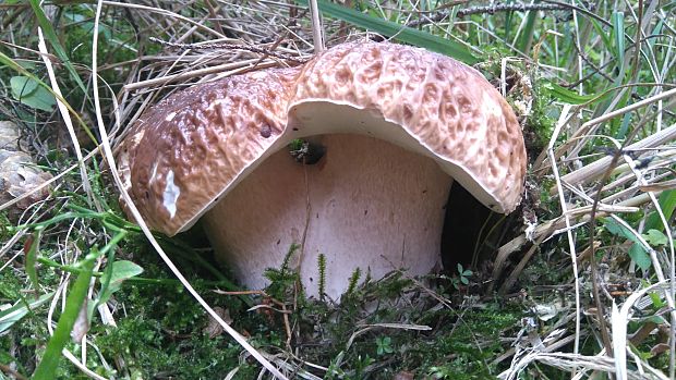 hríb smrekový Boletus edulis Bull.