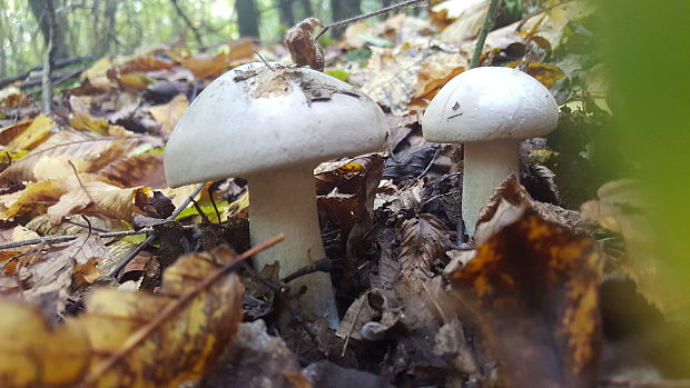 strmuľka inovaťová Clitocybe nebularis (Batsch) P. Kumm.