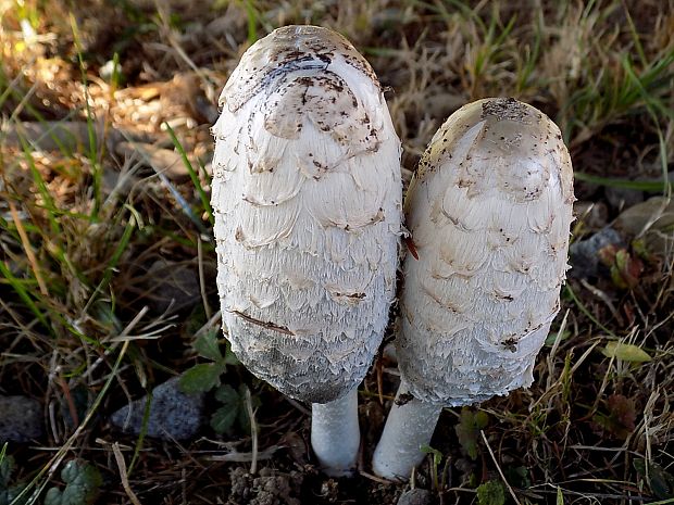 hnojník obyčajný Coprinus comatus (O.F. Müll.) Pers.