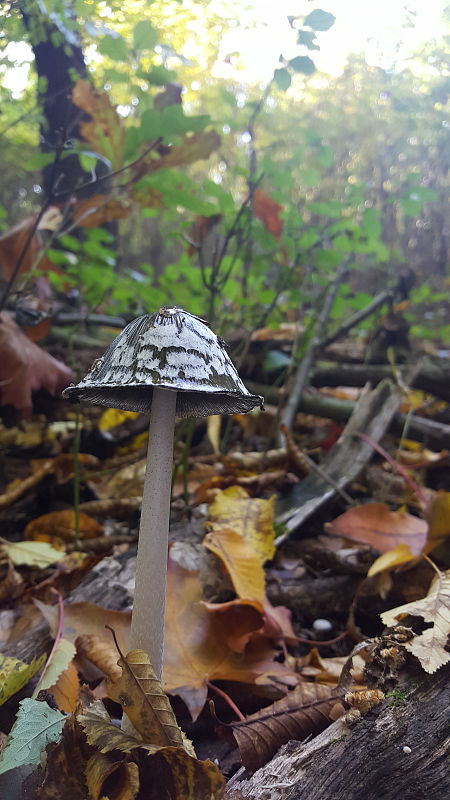 hnojník strakatý Coprinus picaceus