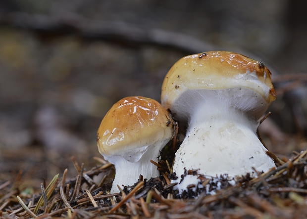 pavučinovec Cortinarius sp.