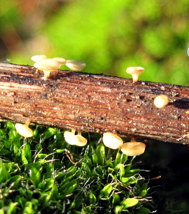 vodnička obyčajná Cudoniella clavus (Alb. & Schwein.) Dennis