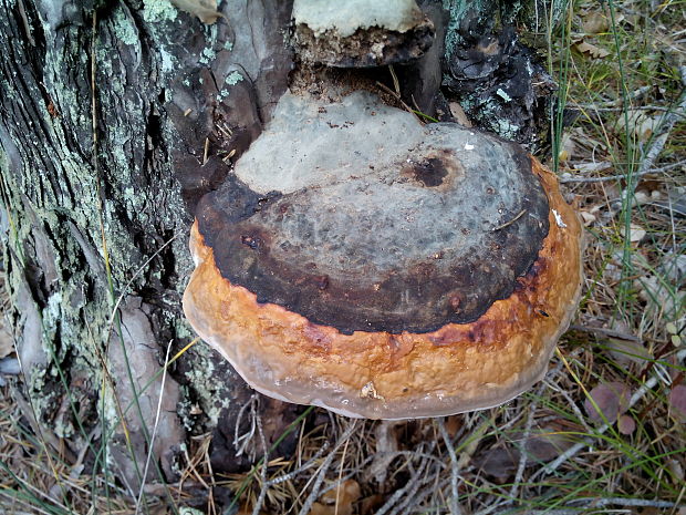 práchnovček pásikavý Fomitopsis pinicola (Sw.) P. Karst.