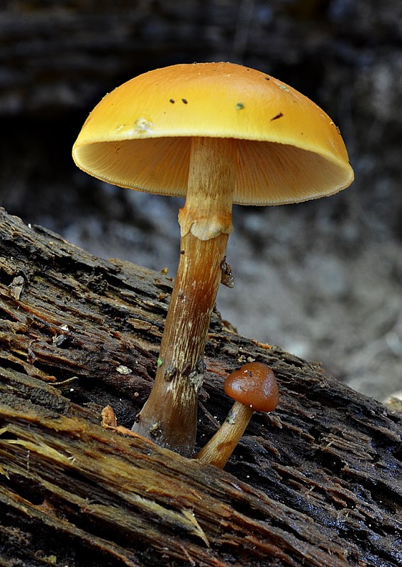 kapucňovka okrovohnedastá Galerina marginata (Batsch) Kühner