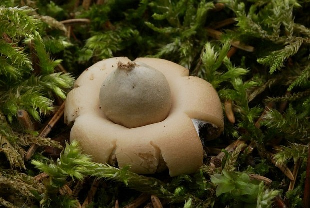 hviezdovka strapkatá Geastrum fimbriatum Fr.