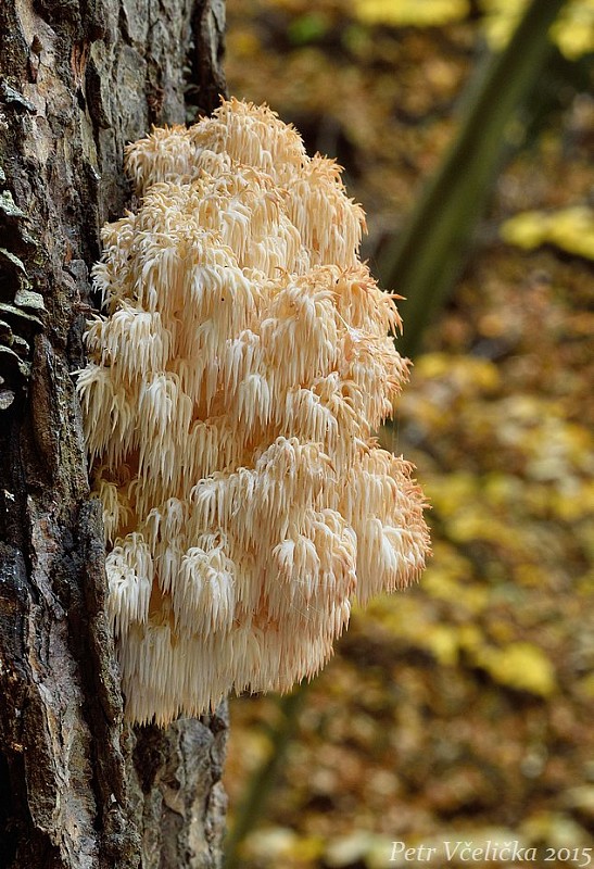 koralovec jedľový Hericium alpestre Pers.