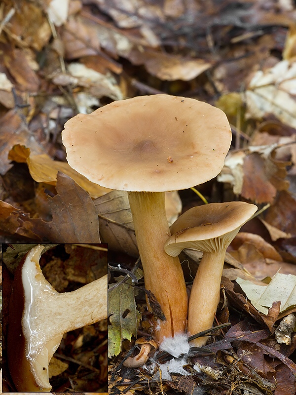 rýdzik sladkastý Lactarius subdulcis (Pers.) Gray