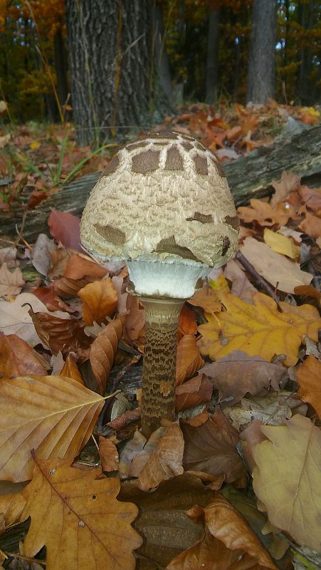 bedľovec Leucocoprinus sp.