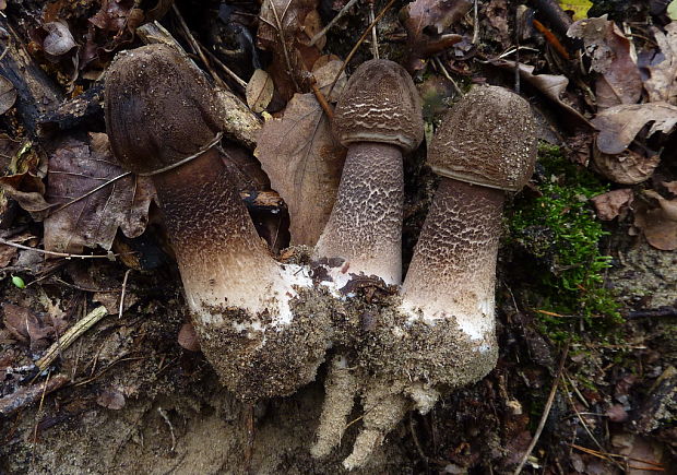 bedľa vysoká čiernohnedá Macrolepiota fuliginosa (Barla) Bon