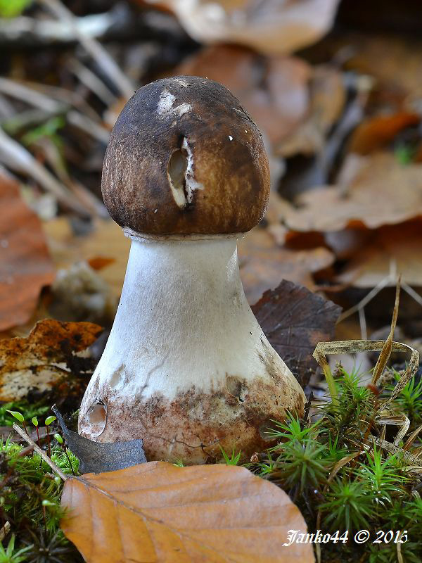 bedľa vysoká Macrolepiota procera (Scop.) Singer