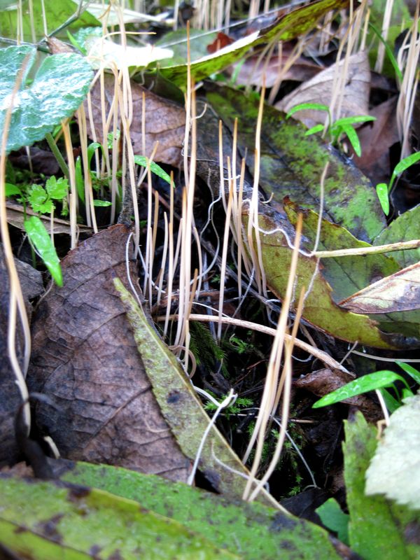 kyjovka tenká Macrotyphula juncea (Alb. & Schwein.) Berthier