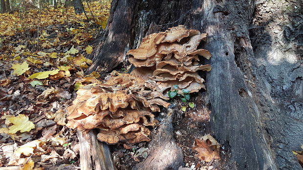 vejárovec obrovský Meripilus giganteus (Pers.) P. Karst.