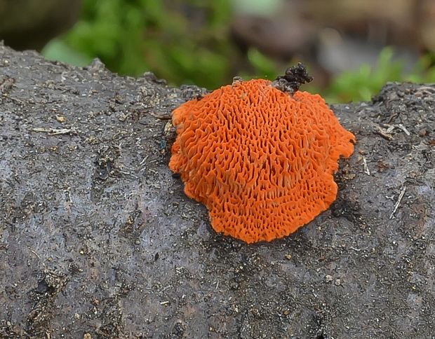 červenica rumelková Pycnoporus cinnabarinus (Jacq.) P. Karst.