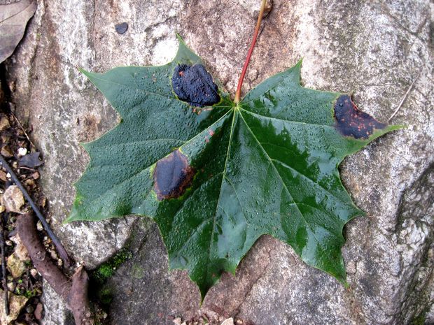 čerň javorová Rhytisma acerinum (Pers.) Fr.