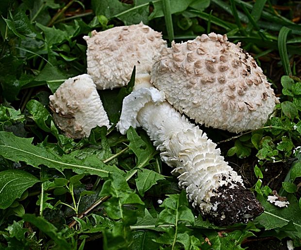 muchotrávka Vittadiniho Saproamanita vittadinii (Moretti) Redhead, Vizzini, Drehmel & Contu