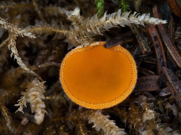 spooneromyces Spooneromyces helveticus J. Breitenb. & F. Kränzl.