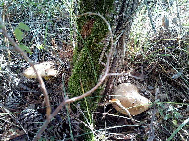 masliak strakatý Suillus variegatus (Sw.) Kuntze