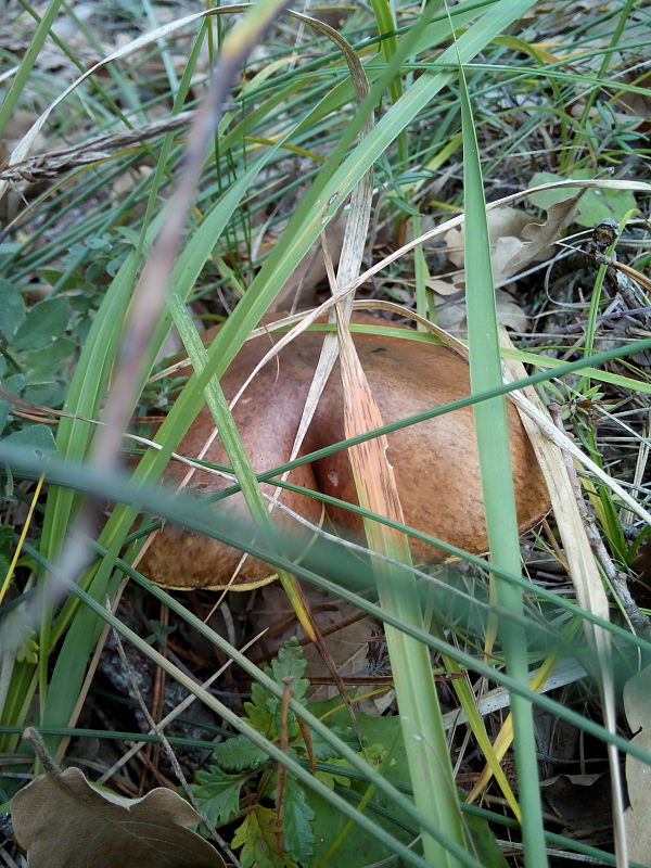 masliak strakatý Suillus variegatus (Sw.) Kuntze