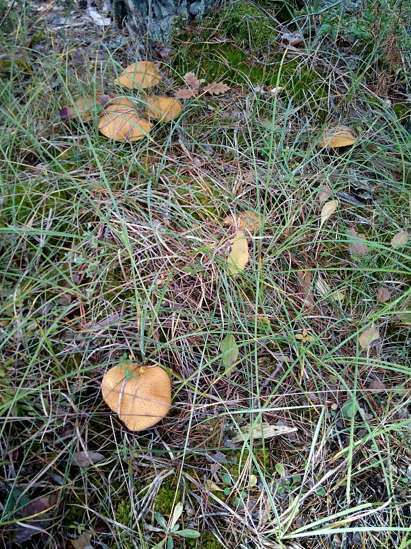 masliak strakatý Suillus variegatus (Sw.) Kuntze