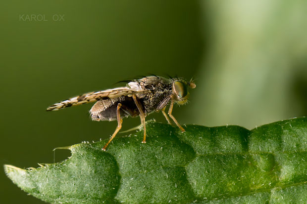 vrtivka Tephritis hyoscyami