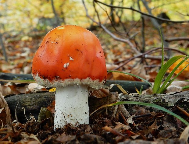 muchotrávka červená Amanita muscaria (L.) Lam.