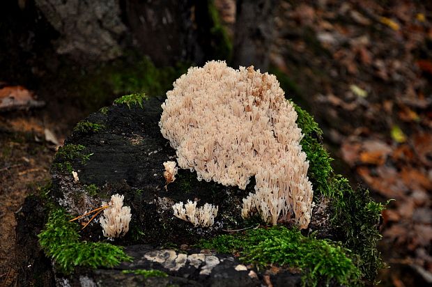 korunovec svietnikovitý Artomyces pyxidatus (Pers.) Jülich