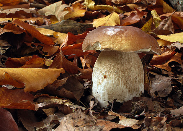 hríb smrekový Boletus edulis Bull.