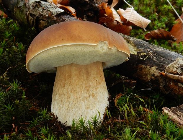 hríb smrekový Boletus edulis Bull.