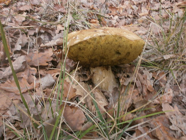 hríb dubový Boletus reticulatus Schaeff.