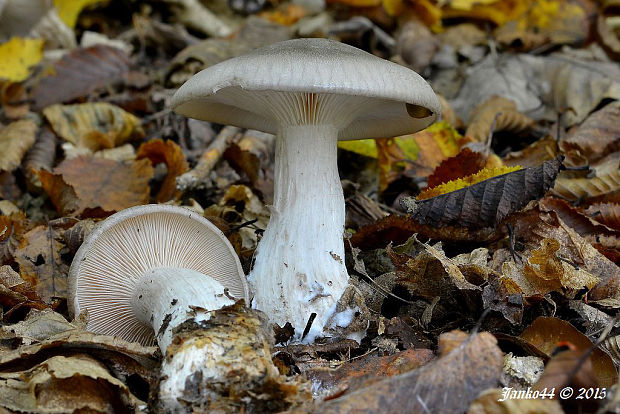 strmuľka inovaťová Clitocybe nebularis (Batsch) P. Kumm.