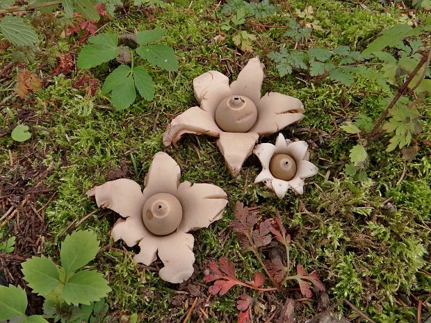 hviezdovka trojitá Geastrum triplex Jungh.