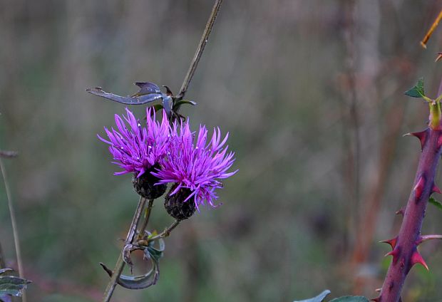 nevädzovec lúčny Jacea pratensis Lam.