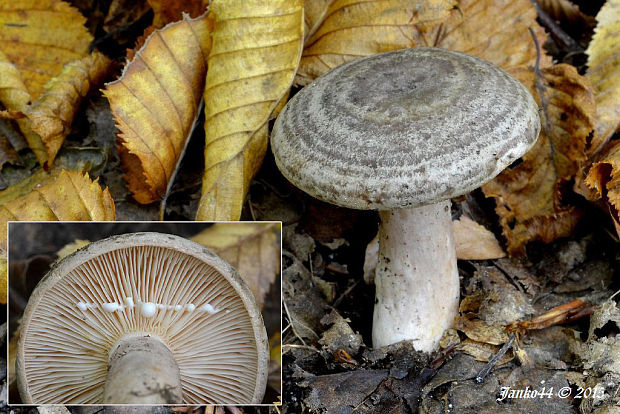 rýdzik kruhovaný Lactarius circellatus Fr.