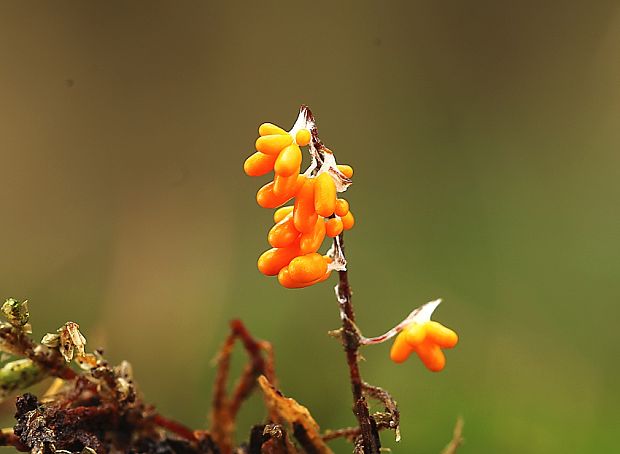 leskloplodka krehká Leocarpus fragilis (Dicks.) Rostaf.