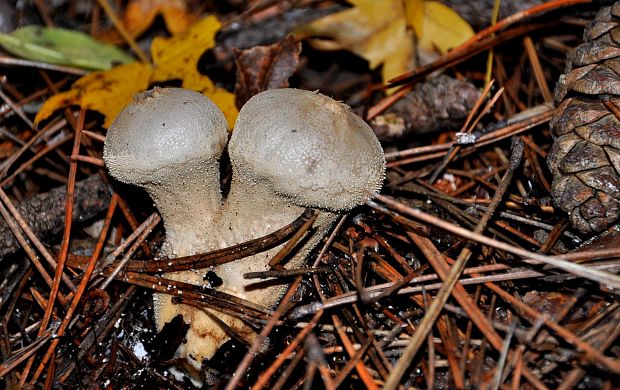 prašnica bradavičnatá Lycoperdon perlatum Pers.