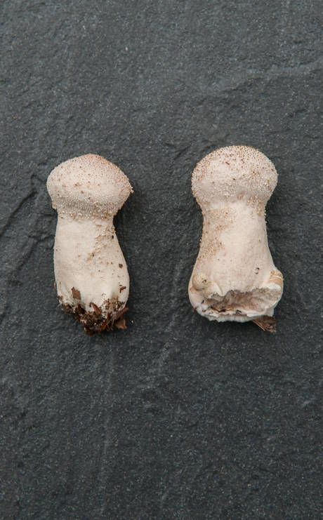 prášnica bradavičnatá Lycoperdon perlatum Pers.