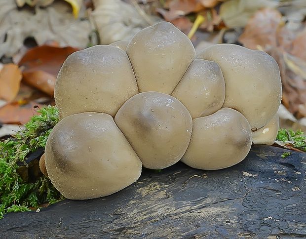 prášnica hruškovitá Lycoperdon pyriforme Schaeff.