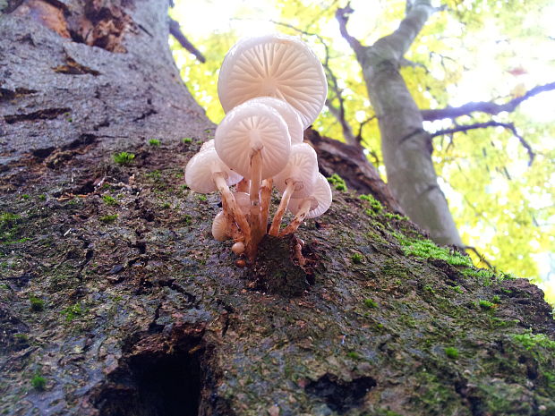 sliznačka obyčajná Mucidula mucida (Schrad.) Pat.